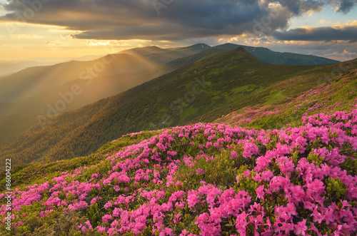 Blossoming rhododendron in mountains summer