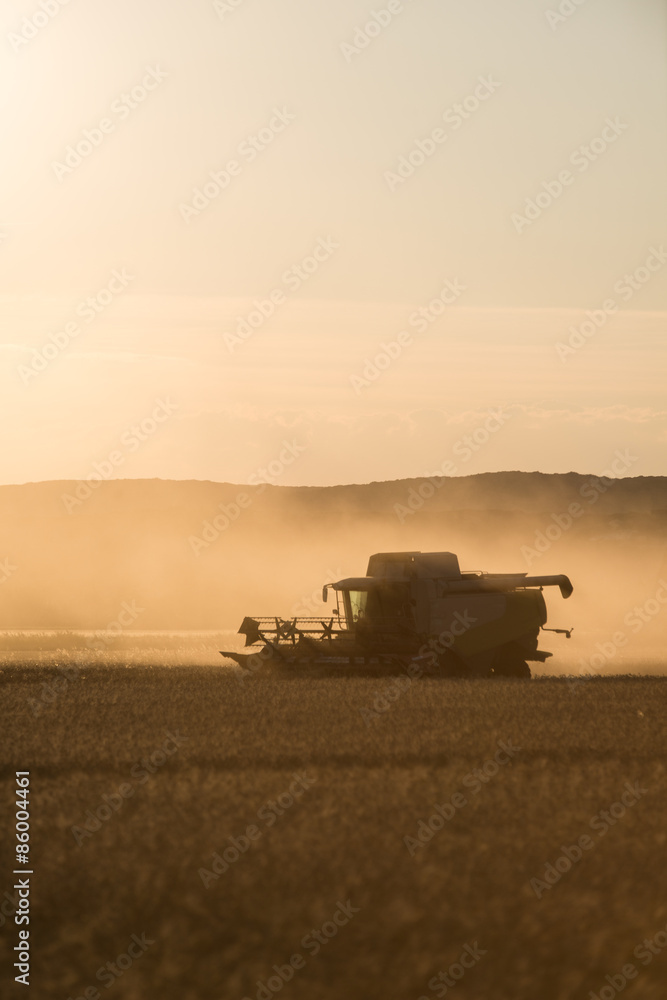 Naklejka premium combine harvester agriculture machine harvesting golden ripe wheat field at sunset