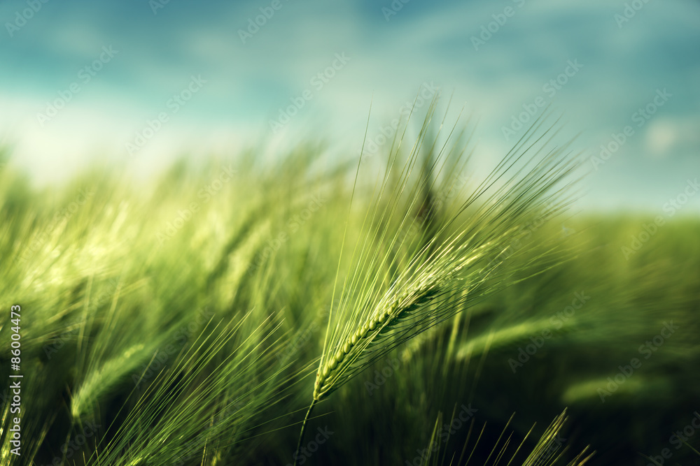 barley field in sunset time barley field in sunset time