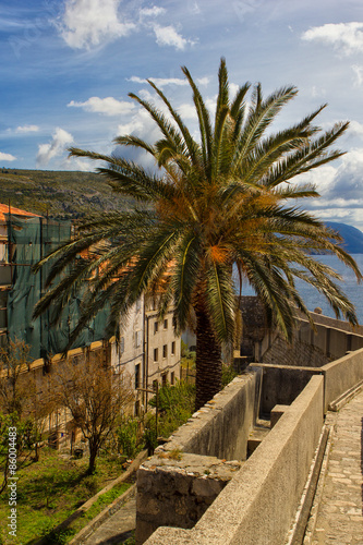 Fototapeta Naklejka Na Ścianę i Meble -  Fine view on the huge palm in Dubrovnik in Croatia
