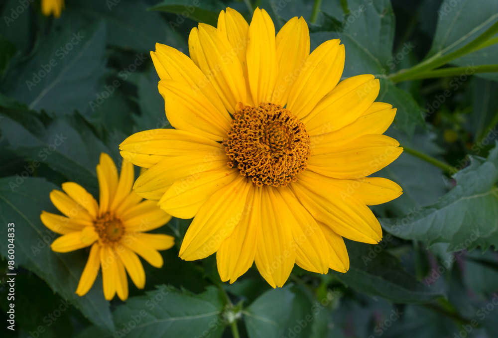 Yellow daisy flowers close-up. Flowers and gardens Yellow daisy flowers close-up. Flowers and gardens