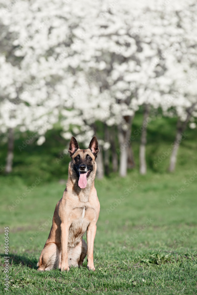beautiful belgian shepherd malinois dog in the lush garden beautiful belgian shepherd malinois dog in the lush garden