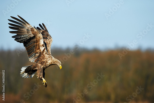 White-tailed eagle Fototapeta