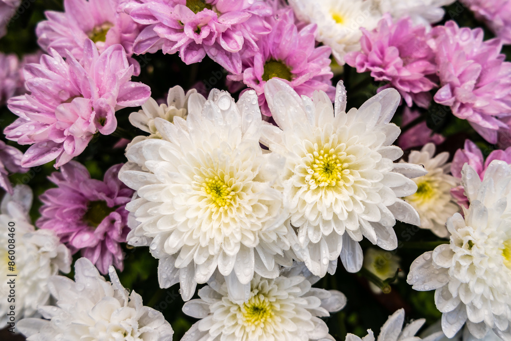 Blumenteppich Blumenteppich