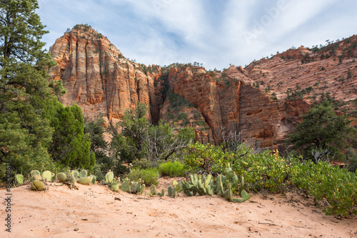 Pear Cacti in Zion