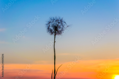 Dandelion Sunset