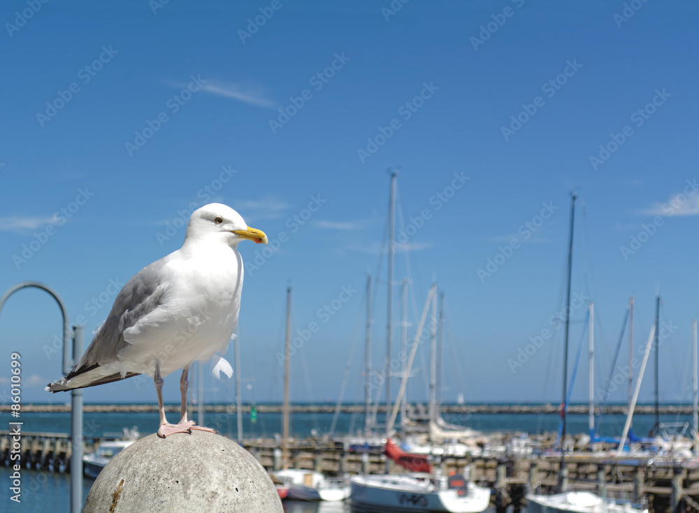 Seagull standing on the pillar in the marina in Warnemuende, Germany. Seagull standing on the pillar in the marina in Warnemuende, Germany.