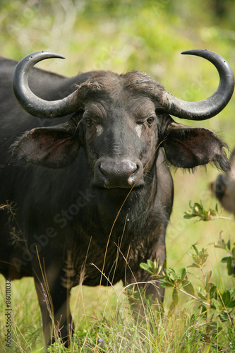 African buffalo © kubikactive