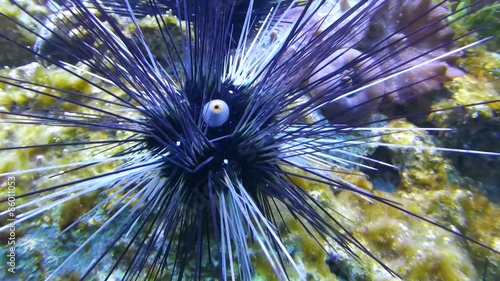 Sea urchin walking on corals photo