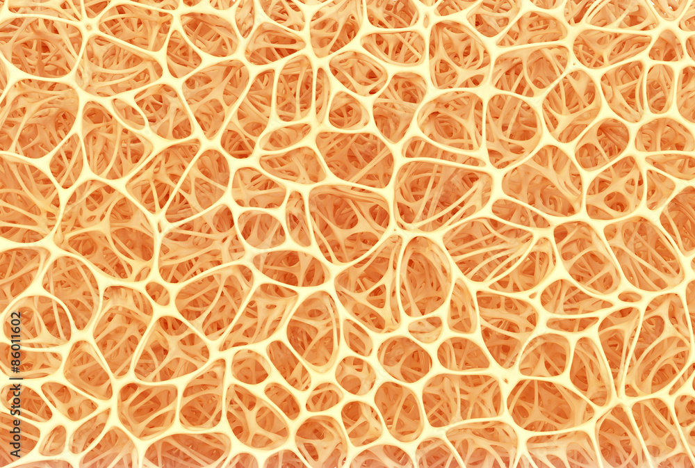 abstract shapes, bone structure abstract shapes, bone structure