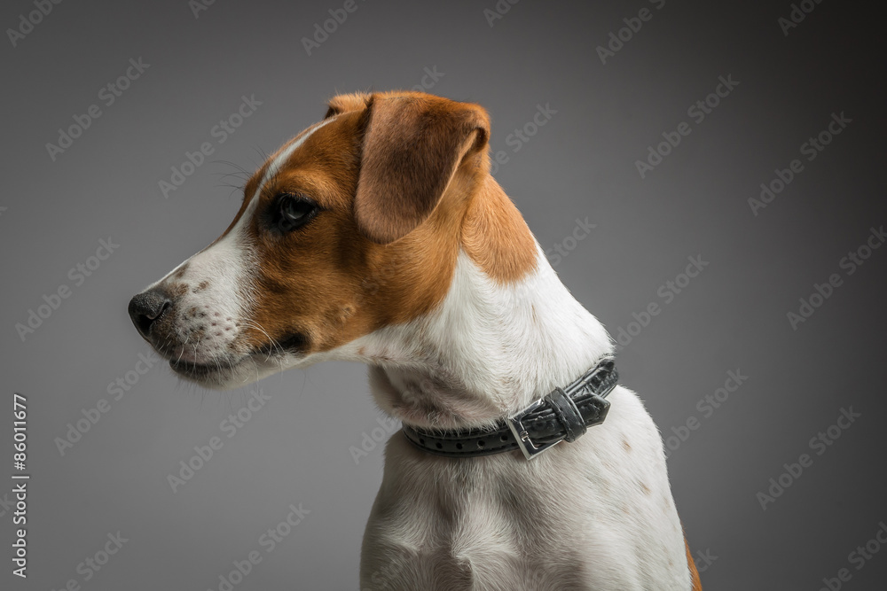 jack russell terrier puppy jack russell terrier puppy
