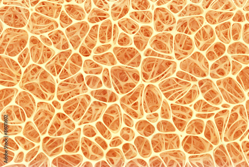 Fotografija abstract shapes, bone structure