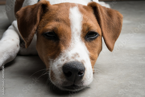 jack russell terrier puppy © carlos Restrepo