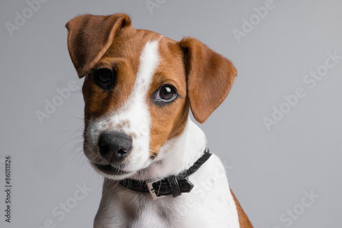 Photo jack russell terrier puppy