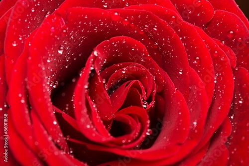 Rose  Valentine s Day  Single Flower.