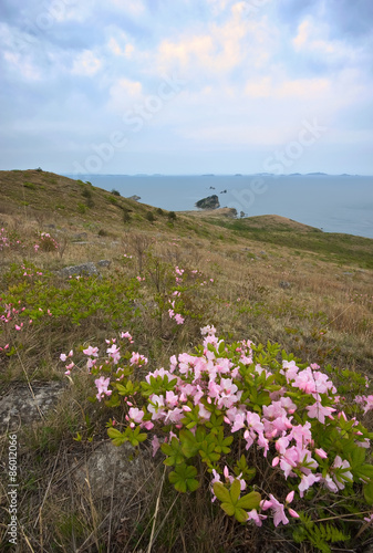 Rhododendron Schlippenbach blooming wild on the coast.