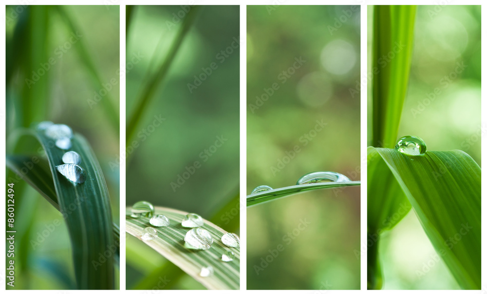 Naklejka premium composition gouttes de pluie sur feuilles de bambou