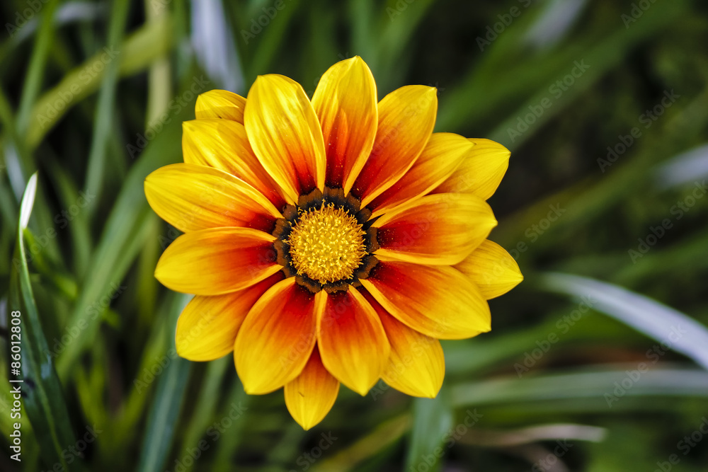 isolated flower in the garden
isolated flower in the garden