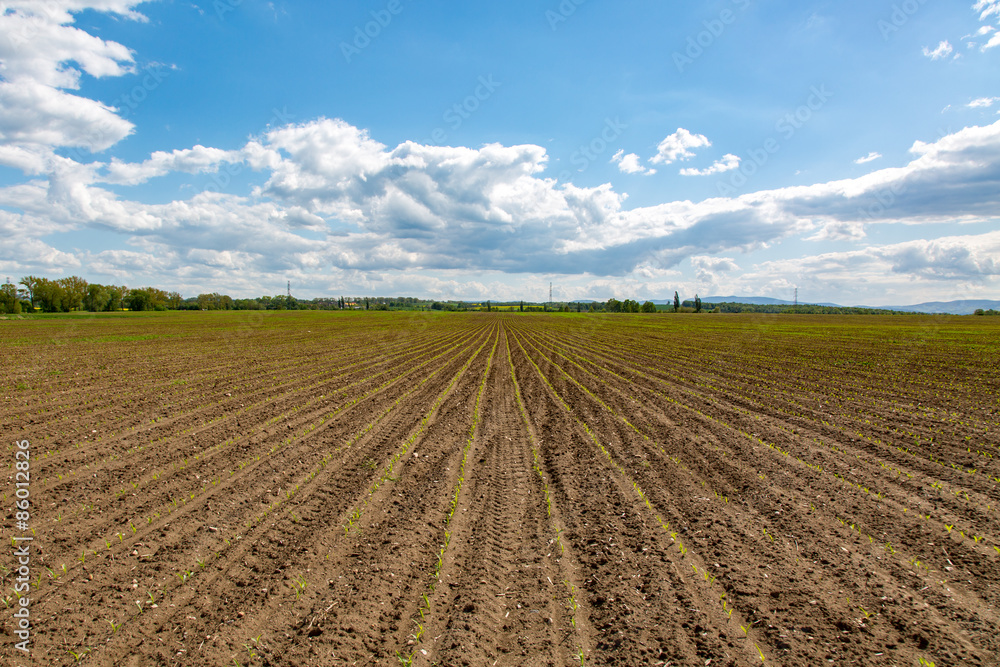 Young corn field