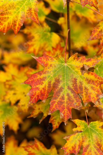 Maple leaves. Autumn. Close up. Selective and soft focus.