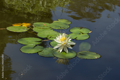 Canvastavla White water lily on top of a koi pond in Southern California