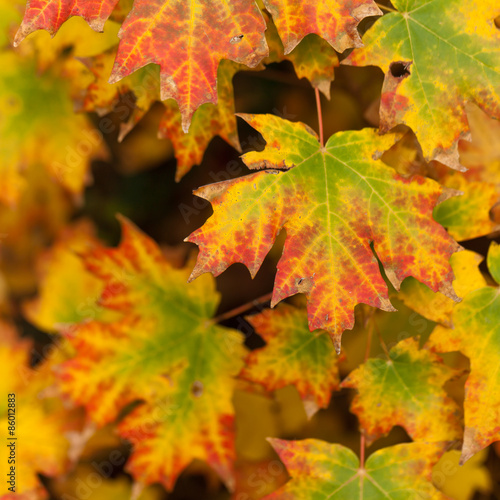 Maple leaves. Autumn. Close up. Selective and soft focus.