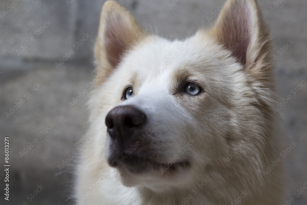 Alaskan Malamute (perro con sus cachorros), rostro ojos azules