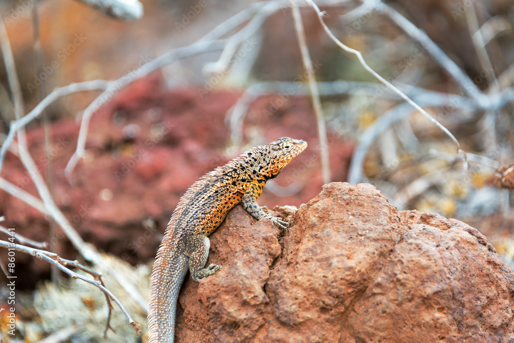 Naklejka premium Lava Lizard on a Rock