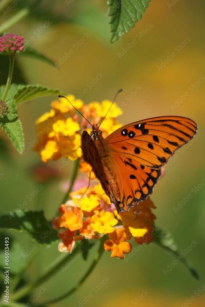 Fototapeta premium Gulf Fritillary