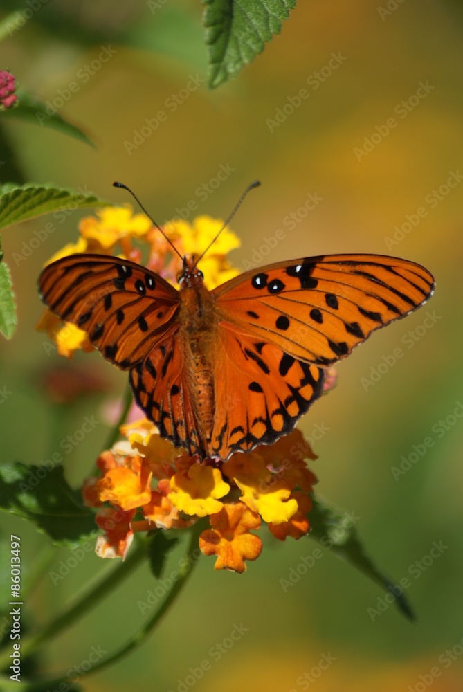 Gulf Fritillary Gulf Fritillary