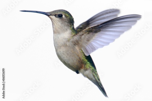 Fotografia Isolated Ruby-throated Hummingbird