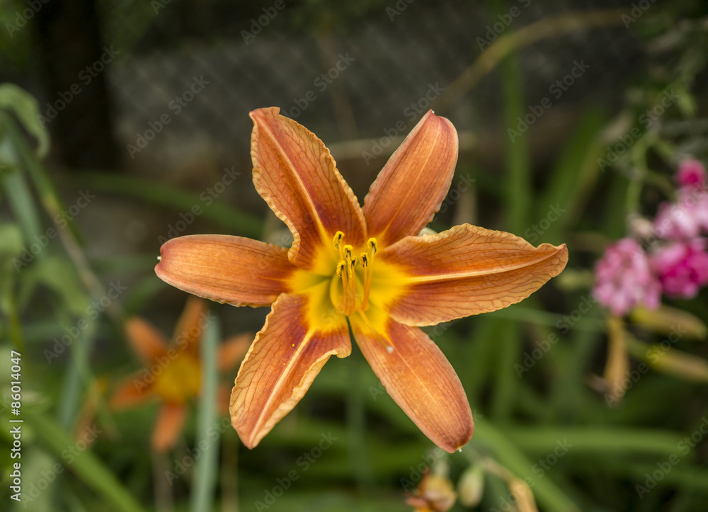 Orange and yellow day lily on green grass background Orange and yellow day lily on green grass background