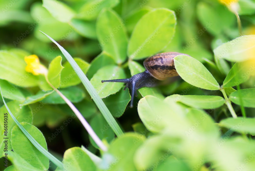 Snail on leaf in garden green grass . Snail on leaf in garden green grass .