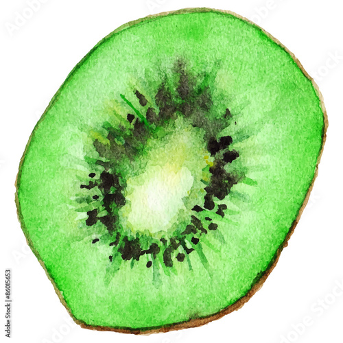 Watercolor kiwi kiwifruit half vector isolated