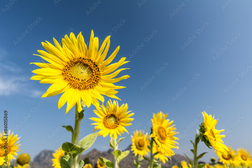 Beautiful landscape with sunflower field over blue sky Beautiful landscape with sunflower field over blue sky