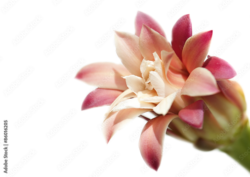 Pink Cactus Flower Bloom Isolated on White