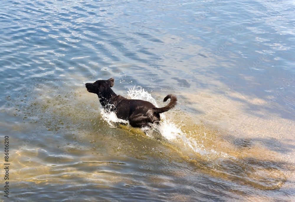 Labrador Retriever in the water Labrador Retriever in the water