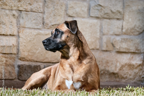 Portrait of a Handsome Dog Outdoors