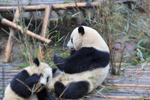 Fototapeta Naklejka Na Ścianę i Meble -  panda