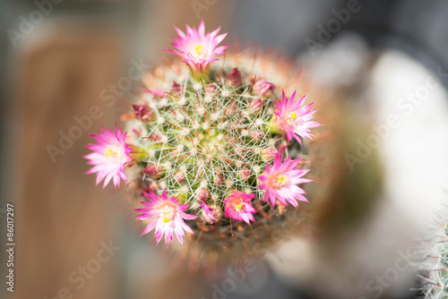 close up of cactus flower © tuanjai62