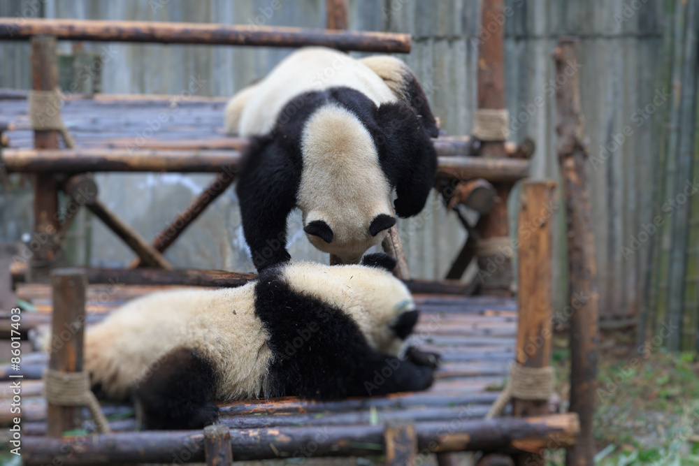 panda panda