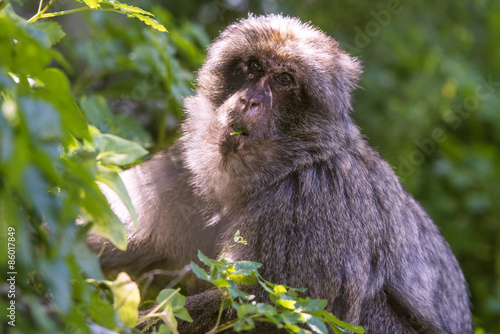 Barbary macaque