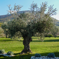Crédence de cuisine Olivier Olivier centenaire en Drôme provençale  © Patricia Bella