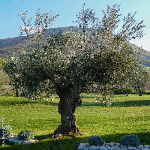Centenary olive tree in Drôme provençale