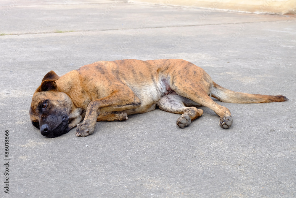 Sick stray dog Sick stray dog