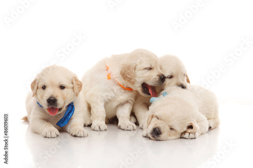 Sweet four puppies of golden retriever