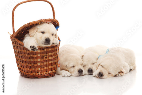 Four little puppies of golden retriever
