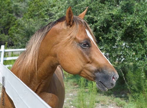 Chestnut Horse in Profile