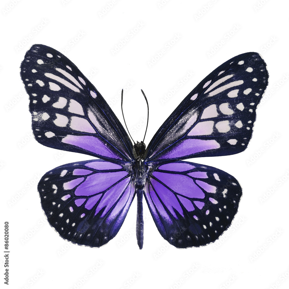 Fototapeta premium fancy butterfly isolated on white