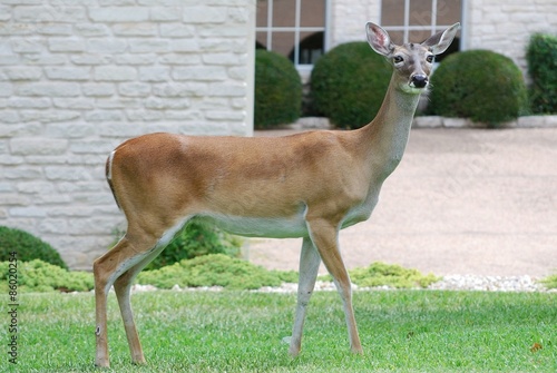 Fototapeta Naklejka Na Ścianę i Meble -  Deer on a Suburban Lawn